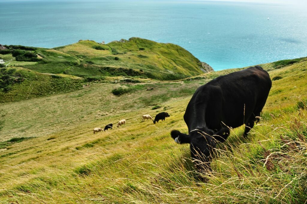 A herd of cows on the Jurassic Coast